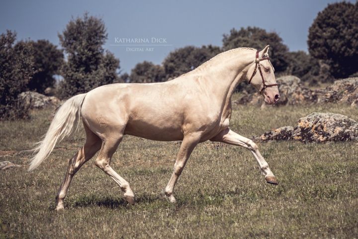 Fototipp Pferd im Trab