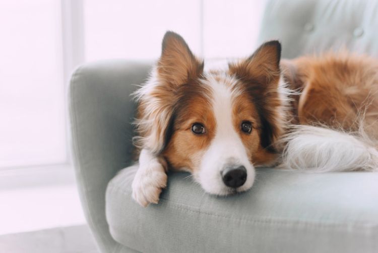 Fototipp Hundefotografie Grundlagen