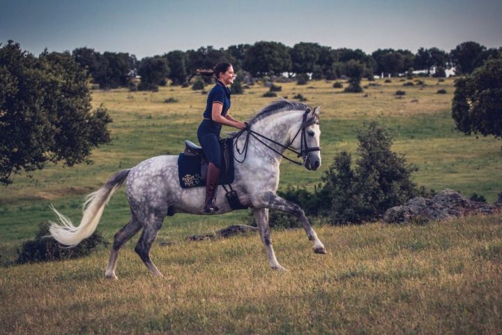 Pferd dynamisch und temperamentvoll