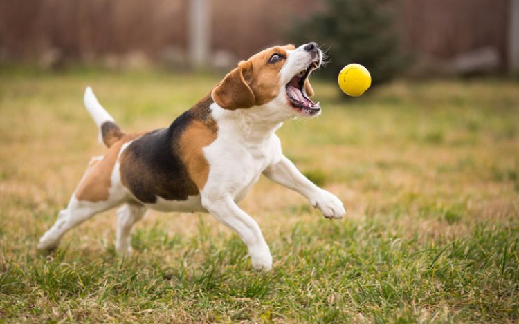 Fototipp Hund kurze Belichtungszeit