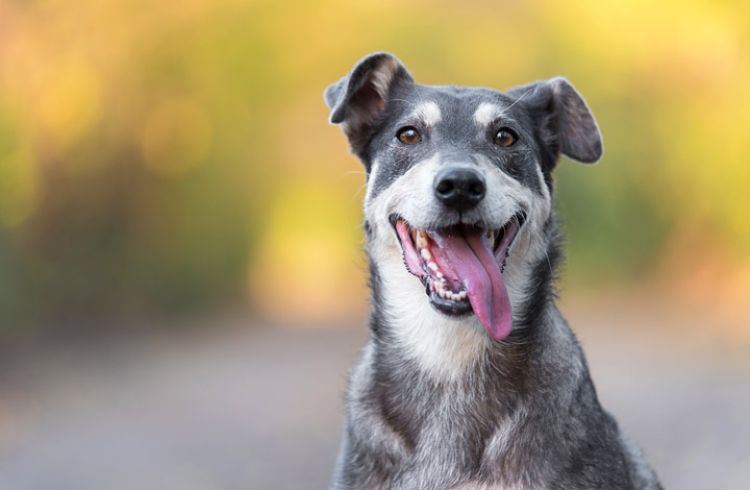 Fototipp Hund Blende