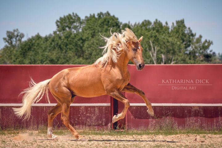 Fototipp Pferd im Galopp