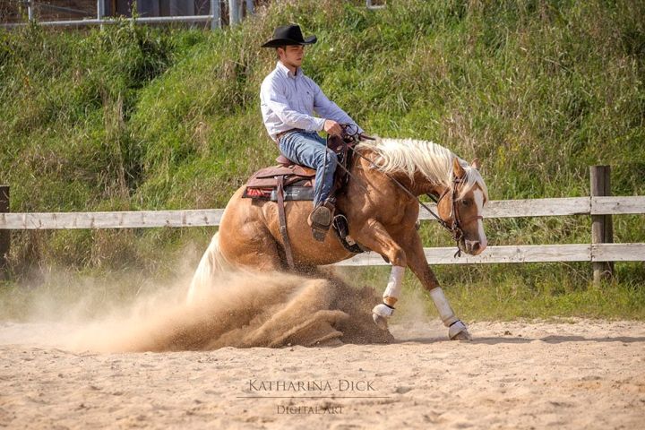 Ein Westernpferd in einem Sliding Stop