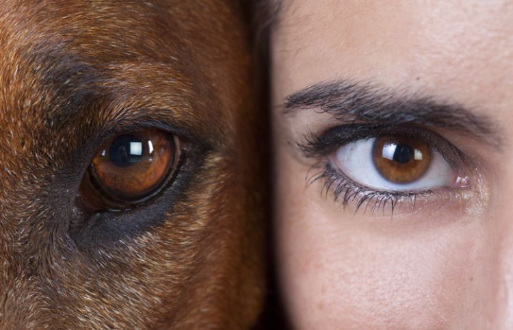 Fototipp Hund Auge