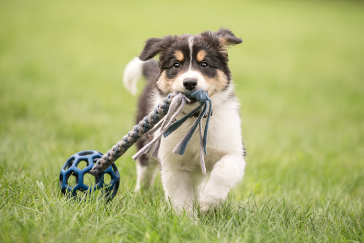 Fototipp spielender Hund