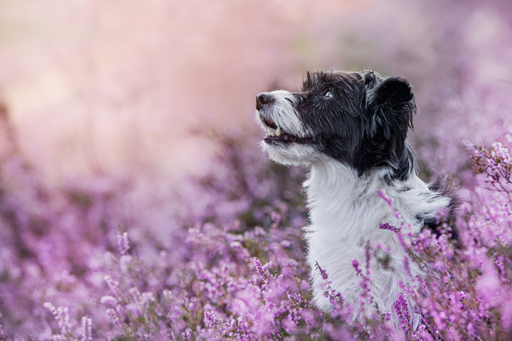 Fototipp Hundefotografie Bildqualität