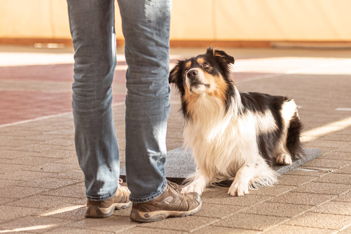 Fototipp geduldiger Hund