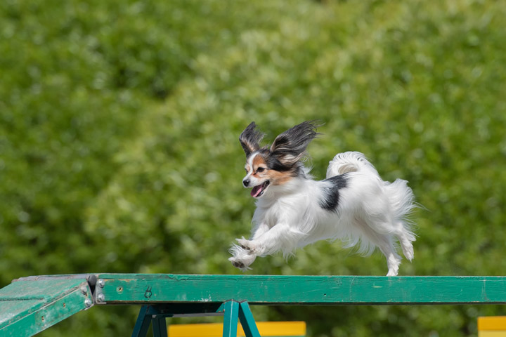 Fototipp Hundefotografie Teleobjektiv