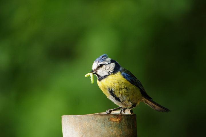 Vogelfotografie Wurm