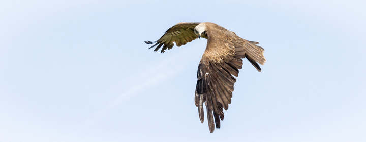 Vogelfotografie Raubvogel