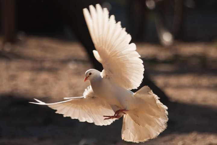 Vogelfotografie Taube Gegenlicht