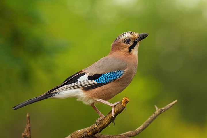 Vogelfotografie Ast