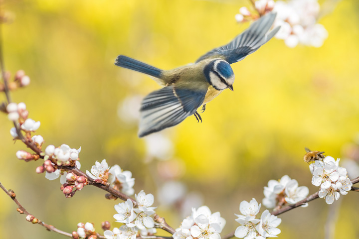 Vogelfotografie Blüten