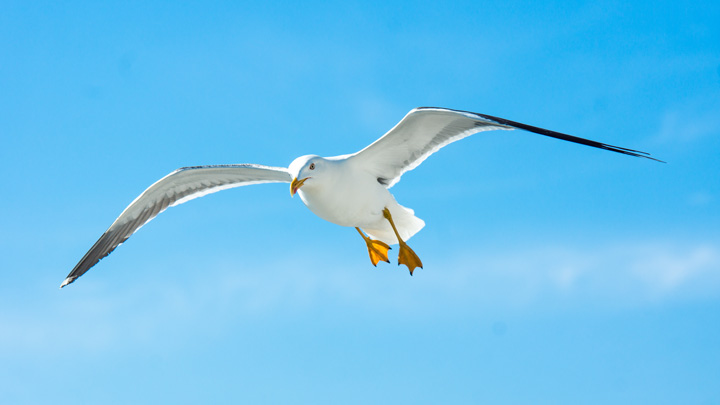 Vogelfotografie Möwe