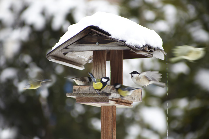 Vogelfotografie Vogelhaus