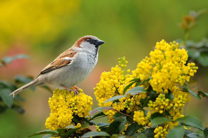 Fototipp geduldiger Vogel